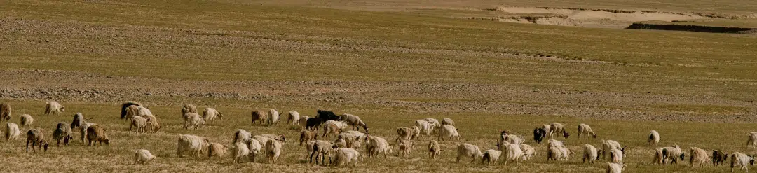 Silencing the Lambs